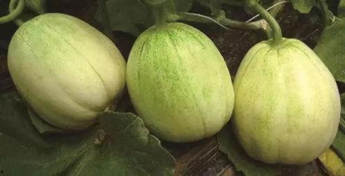 景东今日小瓜价格查询,市场行情一览无余”