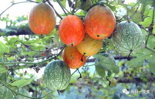 2024小吊瓜今日价格行情,今日市场动态一览”