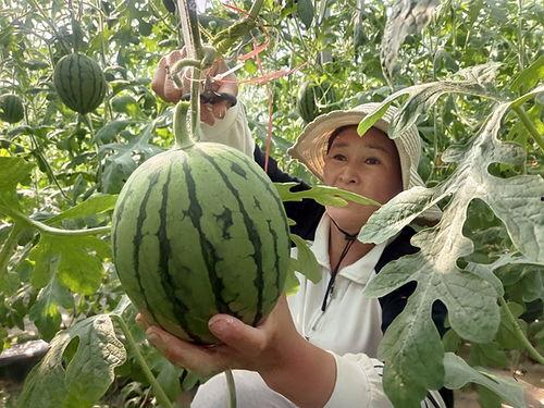 2024小吊瓜今日价格行情,今日市场动态一览”