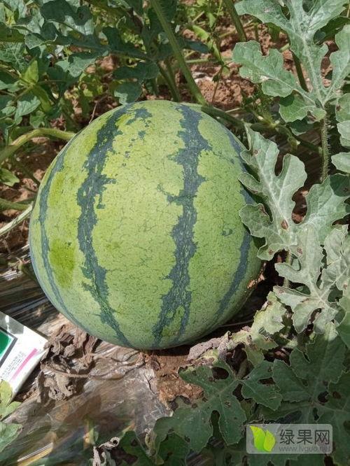 湖北西沙瓜今日价格,价格行情一览”