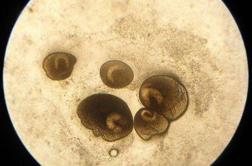 今日小瓜虫价格,今日小瓜虫价格波动解析