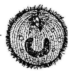 今日小瓜虫价格,今日小瓜虫价格波动解析