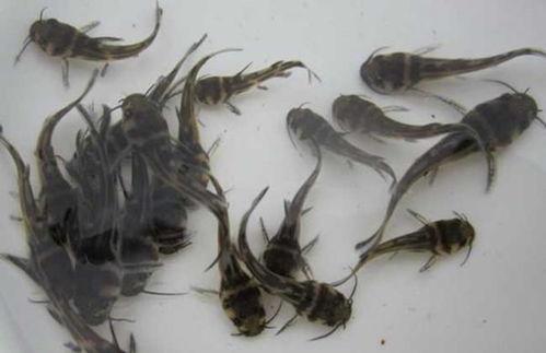 今日小瓜虫价格,今日小瓜虫价格波动解析