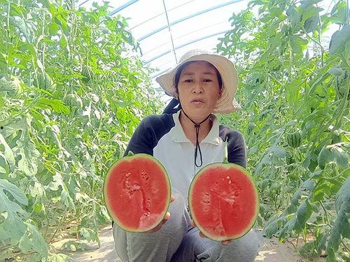 中牟小吊瓜今日报价,新鲜采摘，价格实况一览