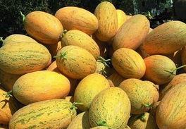 哈密瓜今日价格行情四月九号,市场波动下的价格走势分析”