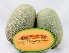 哈密瓜今日价格行情四月九号,市场波动下的价格走势分析”