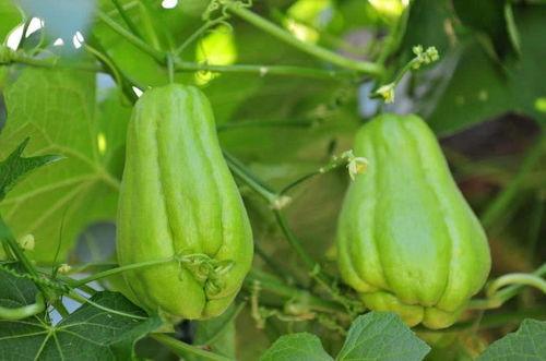 今日佛手瓜,探寻绿色健康的新宠