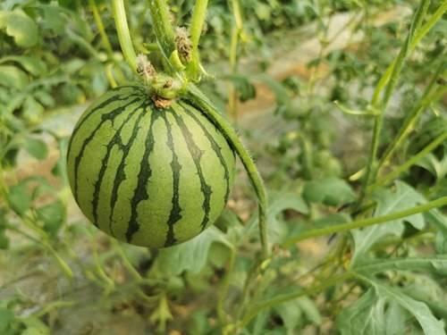 安宁今日红瓜价格行情,市场波动下的价格走势解析”