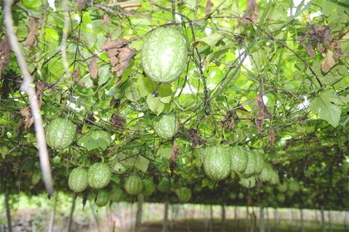 西华小吊瓜今日价位多少,价格行情一览”