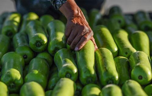 江西今日瓜菜价格,涨跌互现，市民关注