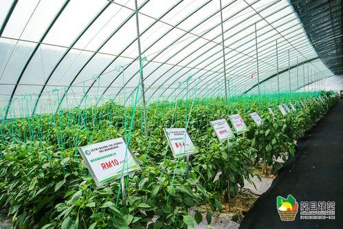 江西今日瓜菜价格,涨跌互现，市民关注