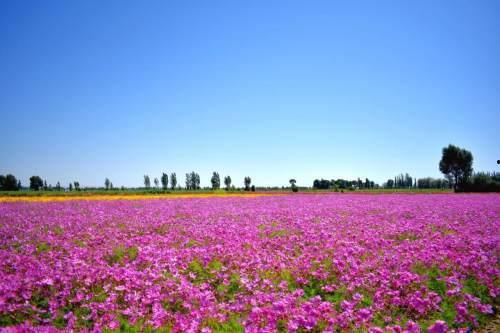 今日瓜州三道沟新闻,聚焦乡村振兴新篇章