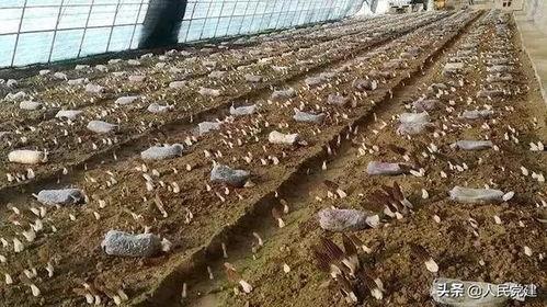 酒泉市瓜州县今日猪价,行情稳中向好