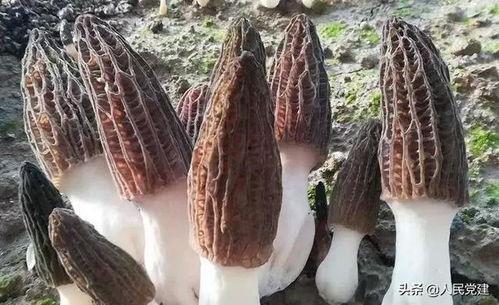 酒泉市瓜州县今日猪价,行情稳中向好