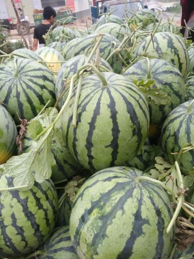 河南今日瓜价,新鲜上市，价格亲民