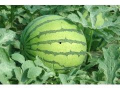 河南今日瓜价,新鲜上市，价格亲民