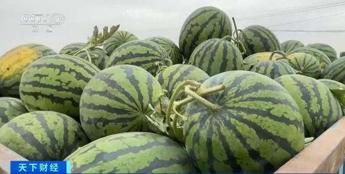 沙特瓜价格今日市场价,抢购热潮席卷全国