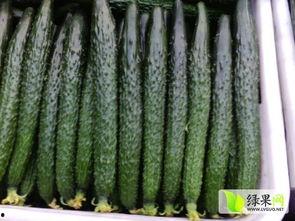 莘县收瓜今日价格,今日行情一览”