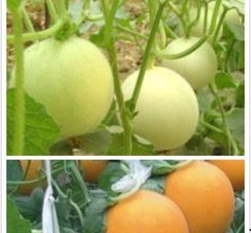 莘县收瓜今日价格,今日行情一览”