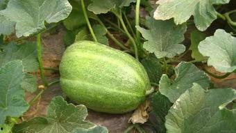 今日新鲜事瓜穗烂怎么办,今日新鲜事应对策略