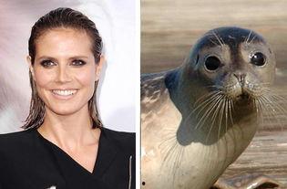 明星网红动物是谁啊,明星级宠物的魅力之旅