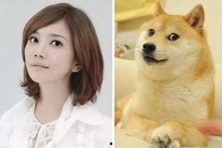 明星网红动物是谁啊,明星级宠物的魅力之旅