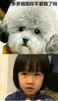 明星网红动物是谁啊,明星级宠物的魅力之旅