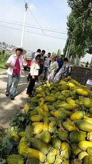 哈密瓜批发市场今日行情,价格波动与供需分析