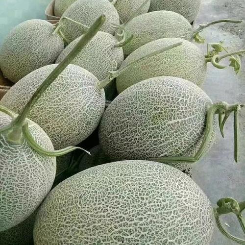 今日价格哈密瓜最新行情,今日价格波动解析，新鲜指数揭晓