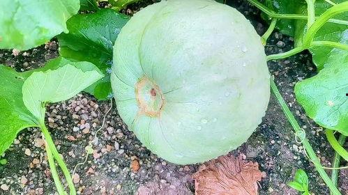 今日的瓜好多什麼意思,娱乐圈新鲜事盘点