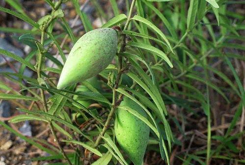 今日的瓜好多什麼意思,娱乐圈新鲜事盘点