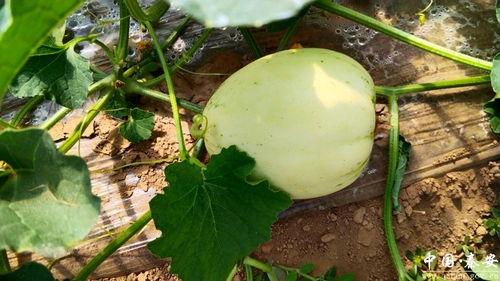 脆瓜今日价格行情,今日价格波动解析