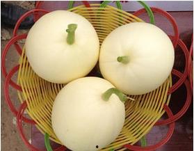 蒲城吊瓜今日价格表,行情波动，品质依旧