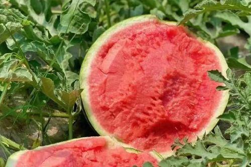 2024年毛瓜今日价格,今日行情一览”