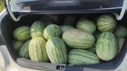 西安今日红瓜价,新鲜上市，价格亲民