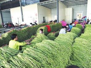 今日瓜菜收购价格,涨跌互现，市场动态解析