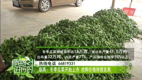 今日瓜菜收购价格,涨跌互现，市场动态解析