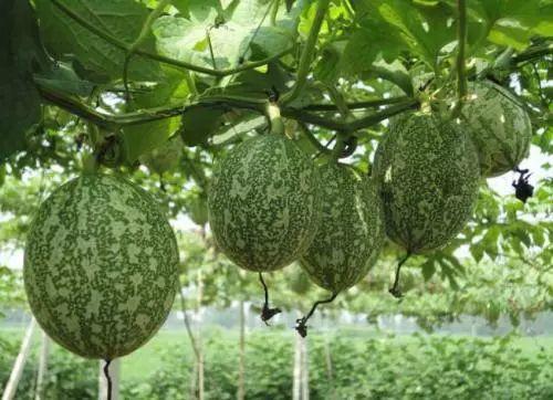 小吊瓜今日价格查询,市场行情实时解析”