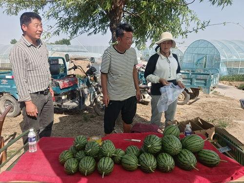 小吊瓜今日价格查询,市场行情实时解析”