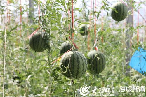 河北今日吃瓜事件视频,视频曝光引发网友热议