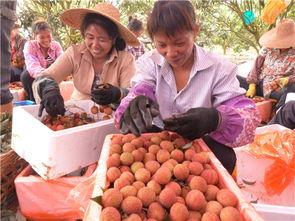 蒲瓜今日行情雷州,雷州市场今日动态解析”