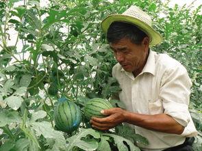 蒲瓜今日行情雷州,雷州市场今日动态解析”