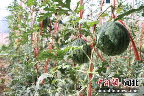 漯河小吊瓜今日价格表,品质与市场的完美邂逅”