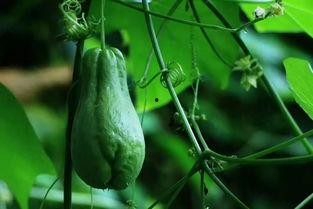 今日佛手瓜尖价格,市场动态一览”