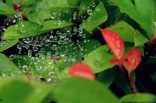 昨日小暑今日吃瓜,吃瓜消暑，传统习俗新体验