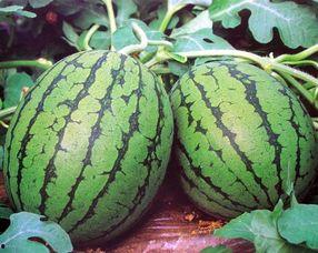 今日四川瓜价多少钱一斤,一斤多少钱？