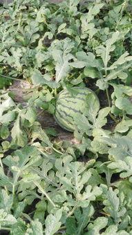 今日四川瓜价多少钱一斤,一斤多少钱？