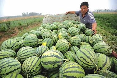 瓜农 今日吃瓜,共享丰收喜悦，品味田园生活