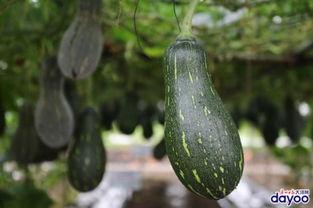 广州今日吃瓜新闻,揭秘网红餐厅风波背后的真相