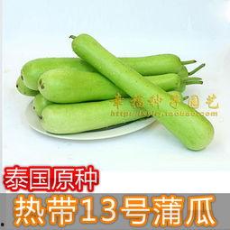 崖城蒲瓜今日价格行情,价格波动背后的市场解析